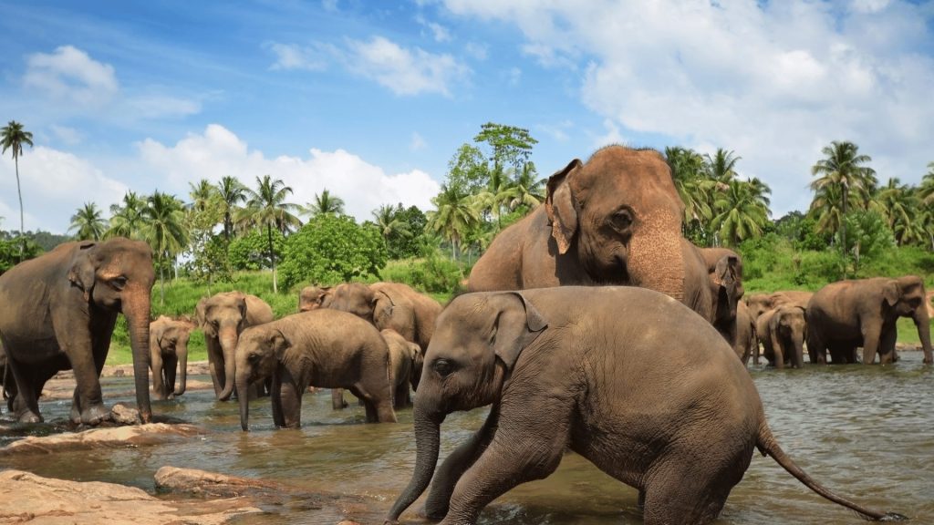 Pinnawala-Elephant-Orphanage-1