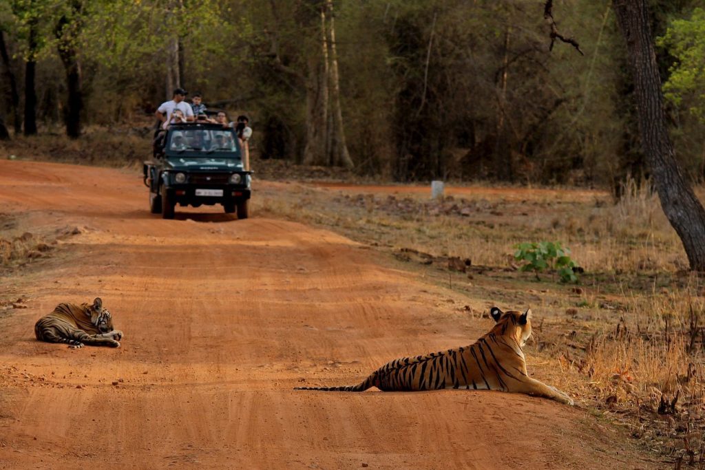 010_Tadoba_Gypsy_Foliage_Outdoors