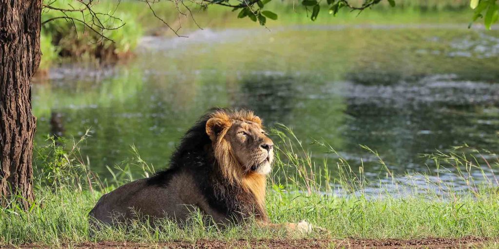 23-07_The-Ultimate-Guide-to-Exploring-Gir-National-Park