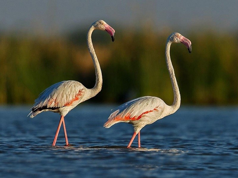 359804679Kutch_desert_Sanctuary