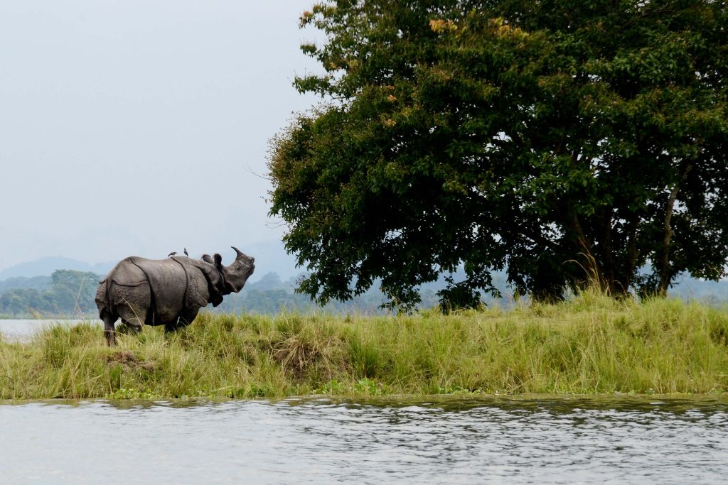 Beauty_of_Kaziranga_National_Park