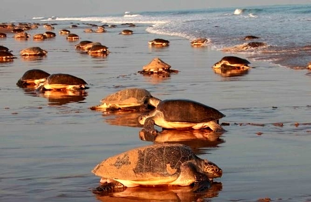 Gahirmatha-Beach-Turtle