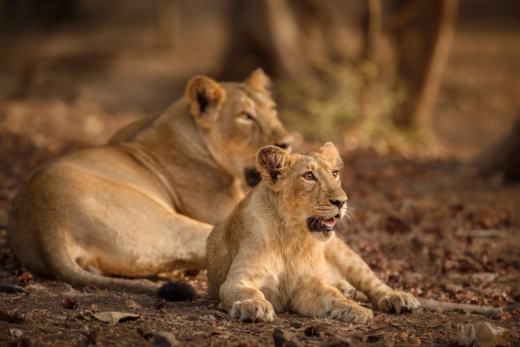 Gir-National-Park-Gujarat-How-to-Reach-Information-Timing