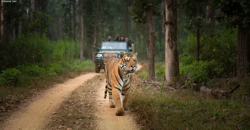 Jeep-Safari-at-Kanha