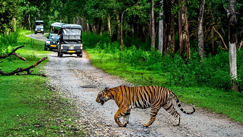 Leopard-Kabini