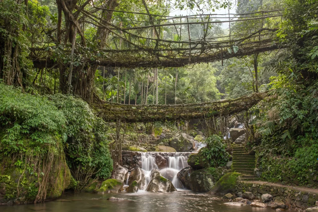 Living-root-bridge-tree-Cherrapunji-Meghalaya-India