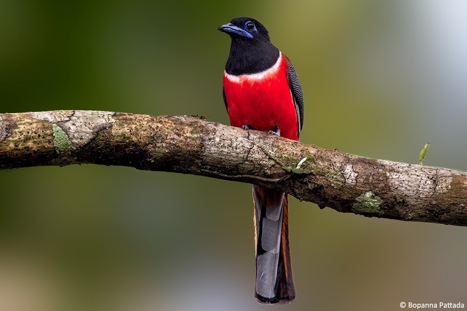 Malabar-trogon-bopanna-pattada1