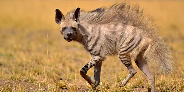 Striped-Hyena