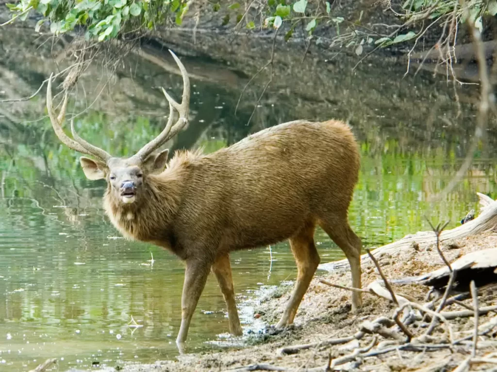 Tadoba-Andhari-Tiger-Reserve