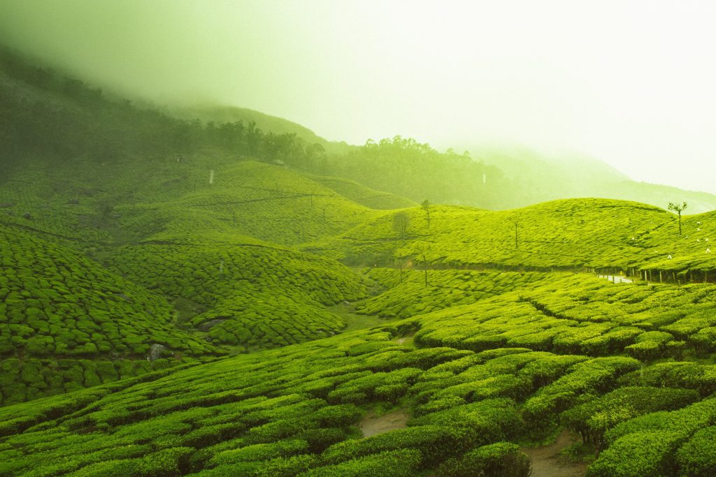 Things-to-Do-in-Munnar-Exploring-the-Myriad-Experiences-on-Offer