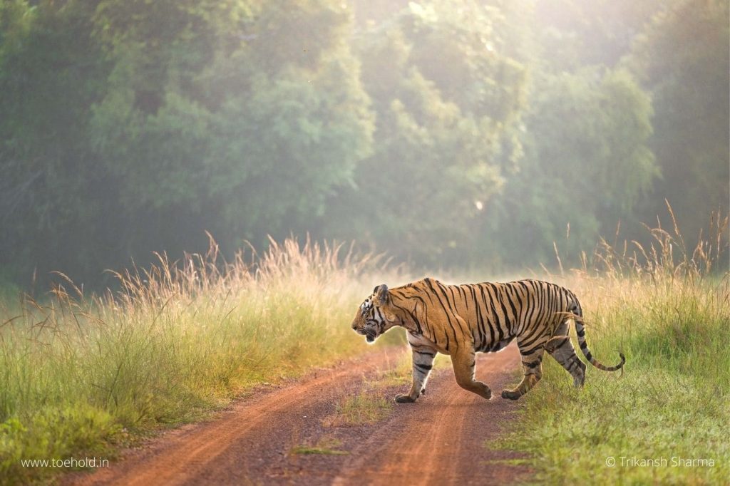 Tiger-road-cross-Tadoba