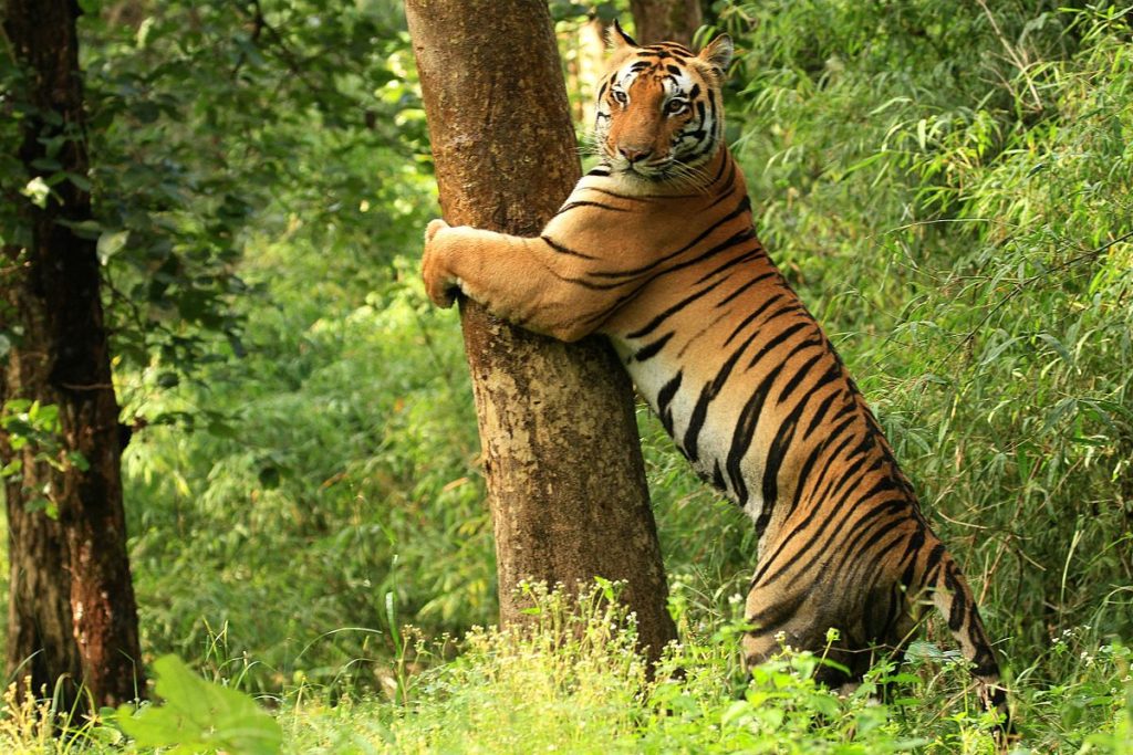 Tiger_Kanha_National_Park