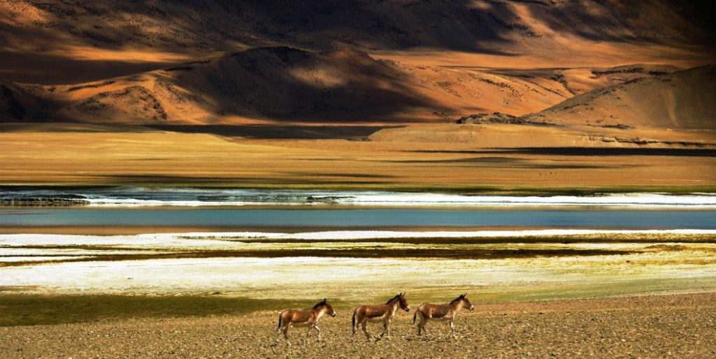 Tso-kar-lake-Ladakh-1056×530