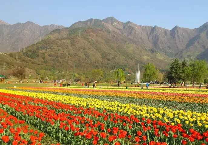 Tulip_festival_687x478 (1)