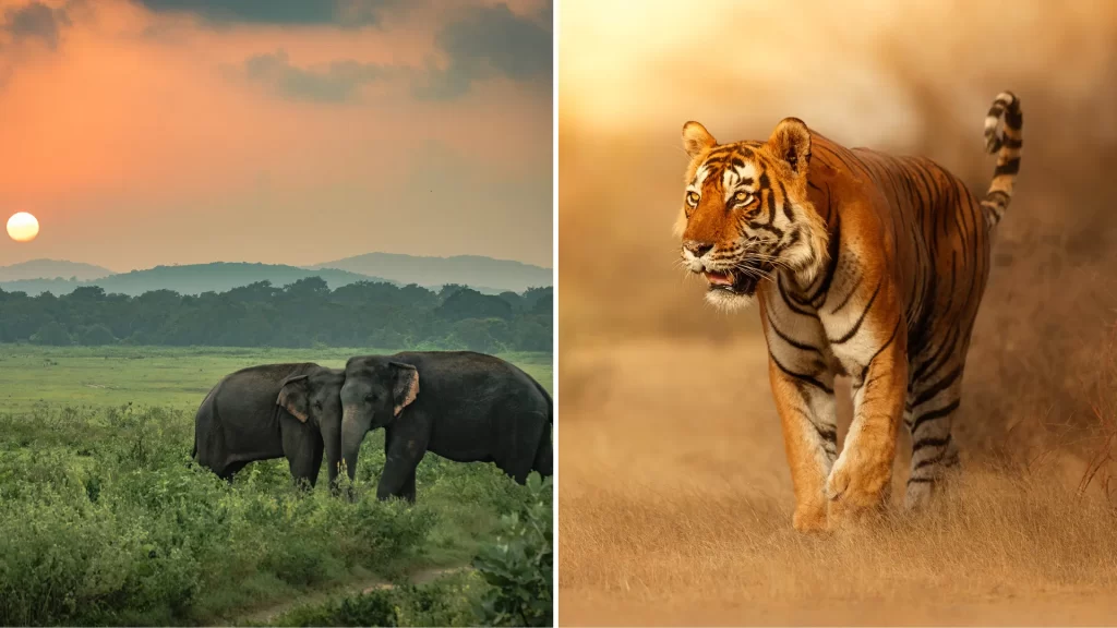 Wildlife-Parks-in-Maharashtra-Feature