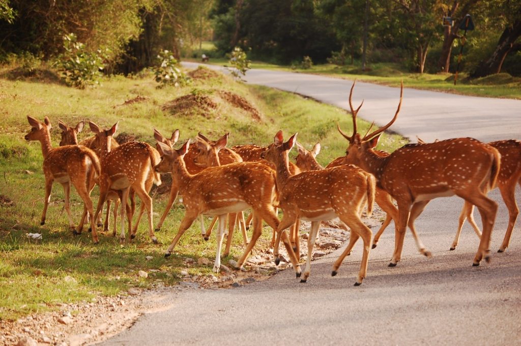 bandipur