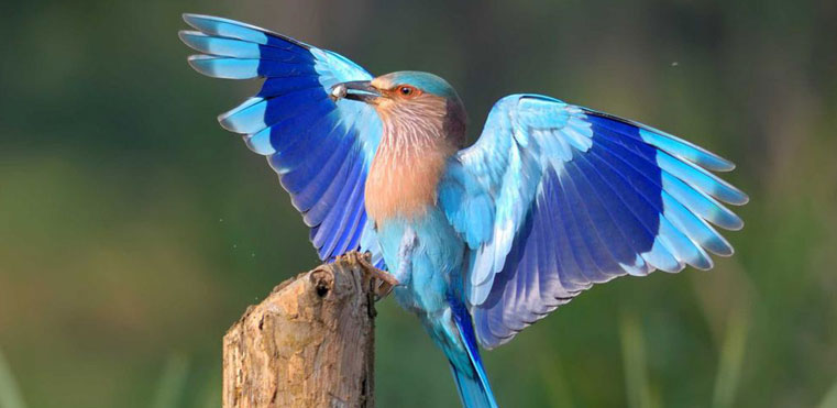 birds-of-tadoba