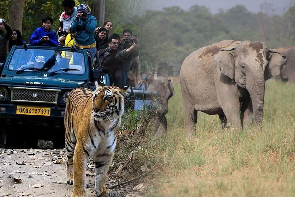 blog-Jim-Corbett-Safari-Zones