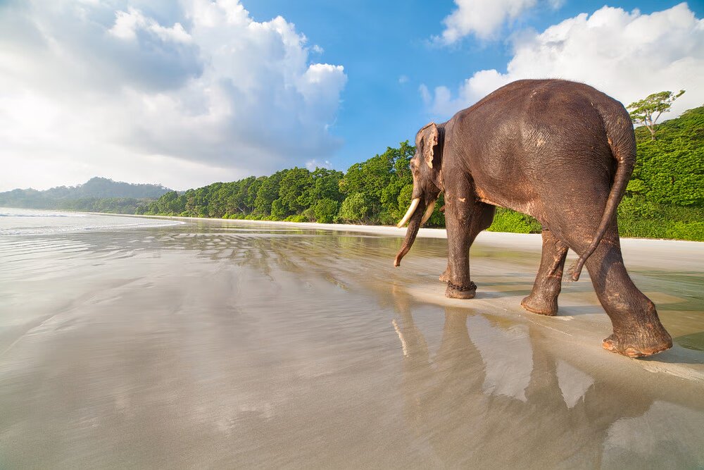 cuivelcj8jr9ax2mhdjh2sspsksf_1537009421_Elephant_Island_Andaman