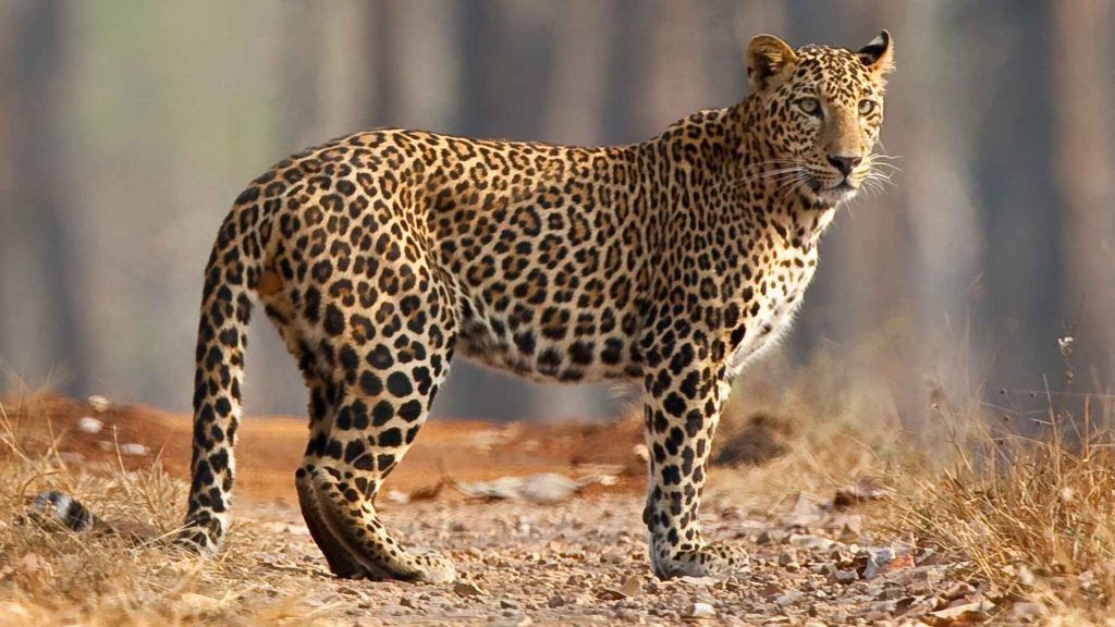 leopard-kanha-national-park-india (1)