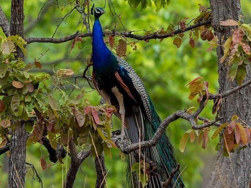 peacock-bandhavgarh