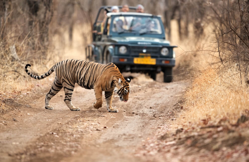 ranthambhore-jeep-safari