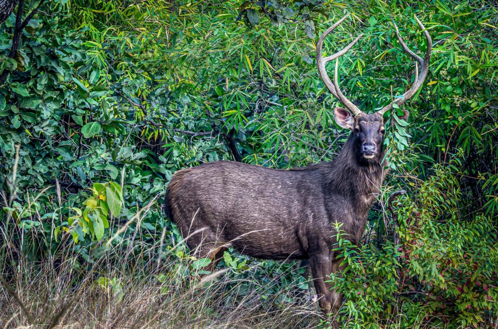 sambar-deer