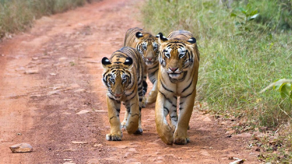 tadoba-national-park