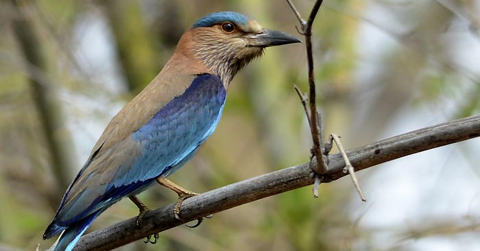 tadoba-park-wonders