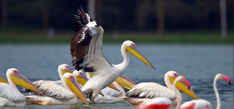 Birds-of-lake-Nakuru-2