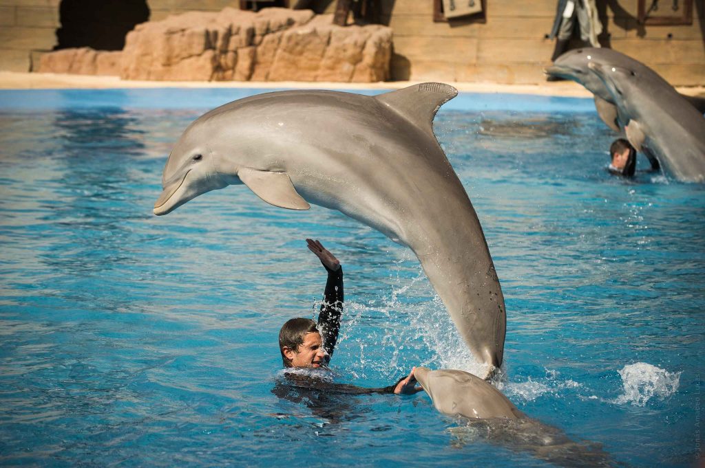 Captive_dolphins_perform_tricks_for_human_tourists (1)