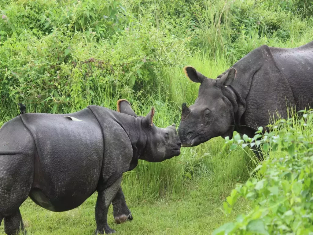 Rhinos-in-Chitwan-National-Park-Nepal