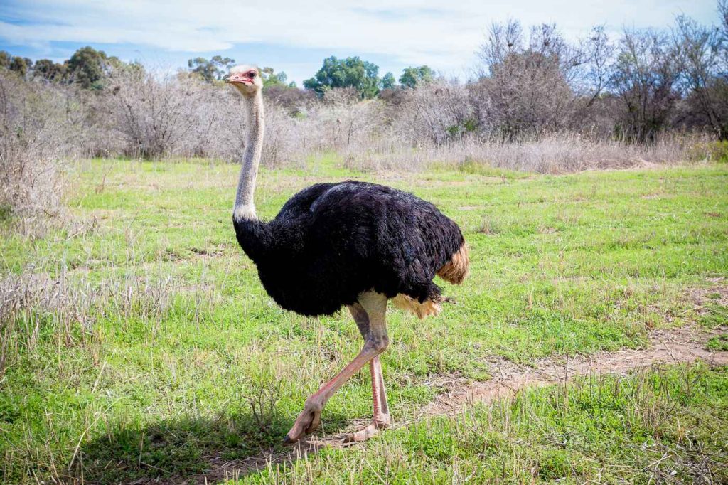 Safari-Ostrich-Show-Farm-Oudtshoorn-6 (1)