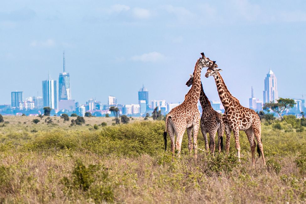 kenya-nairobi-national-park-giraffes-shutterstock-featured