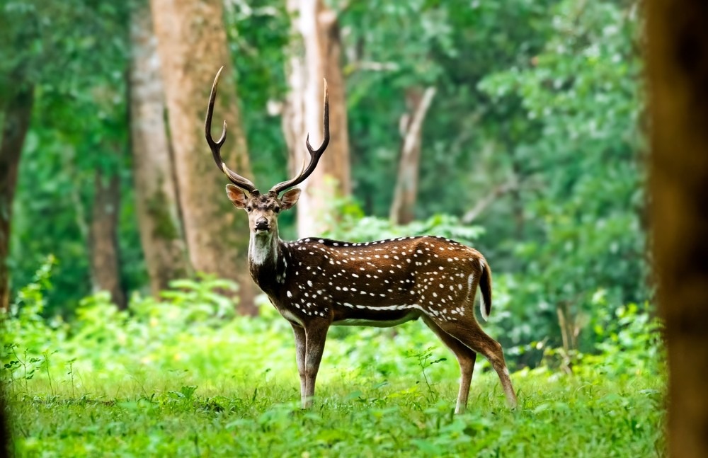 tholpetty-wildlife-sanctuary-in-wayanad62de5a2b3e7da